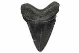 Fossil Megalodon Tooth - South Carolina #368692-1